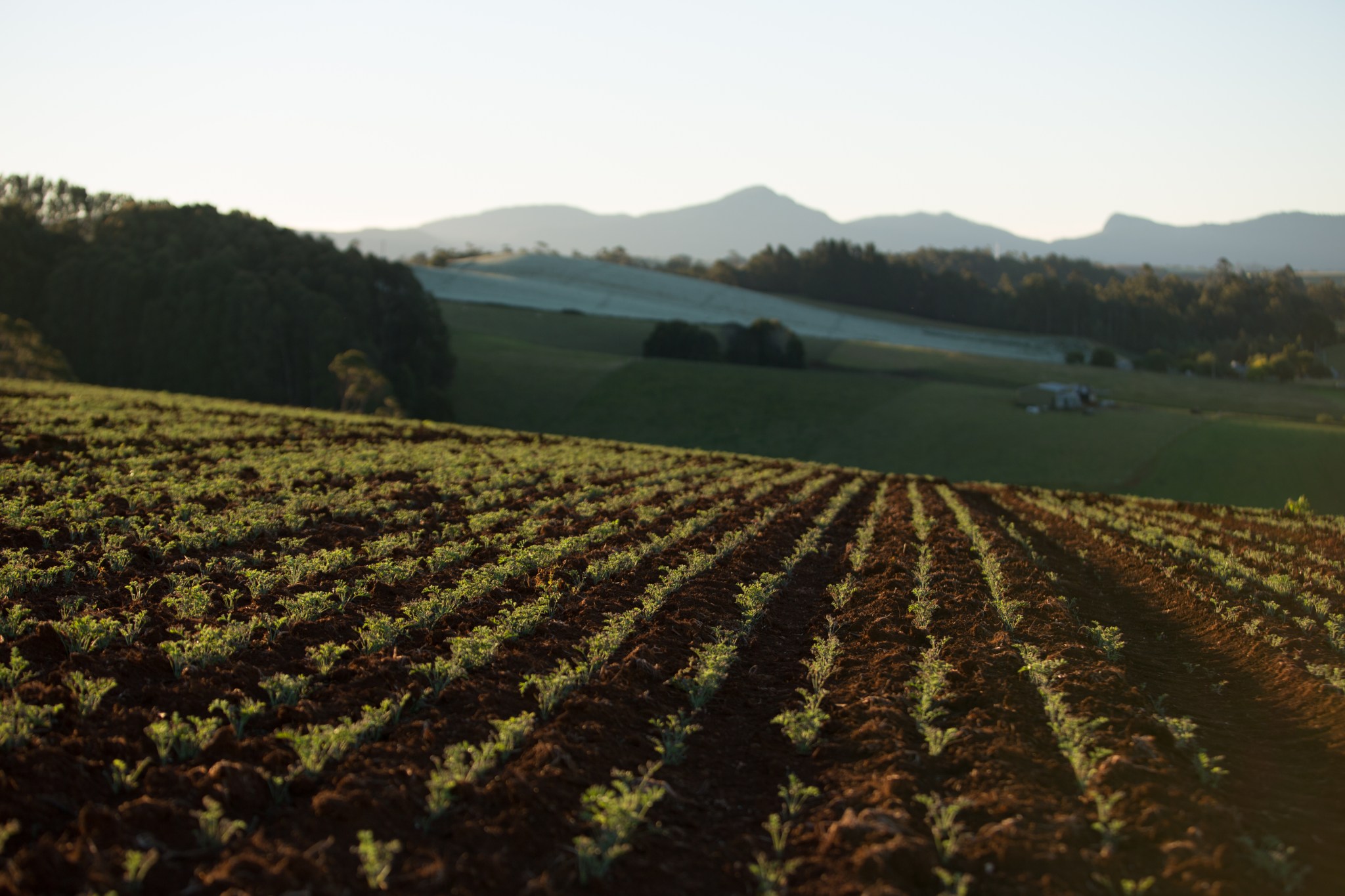 Manufacturing Process – Australian Natural Pyrethrins